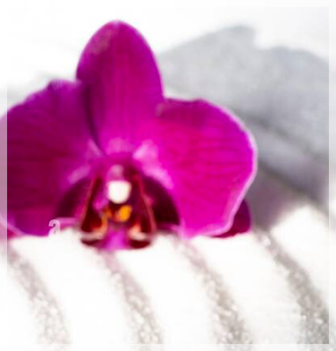 orchidees-mauve-sur-blanc-sable-jardin-hypnosesoins-d