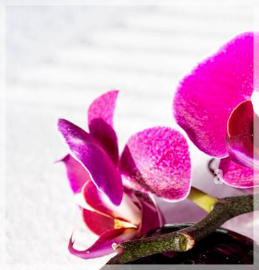 orchidees-mauve-sur-blanc-sable-jardin-hypnosesoins-g