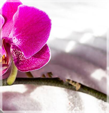 orchidees-mauve-sur-blanc-sable-jardin-hypnosesoins-m